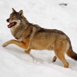 lov na predatore 2016